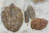 Wide Plate with Five Fossil Leaves - Montana #165054-2
